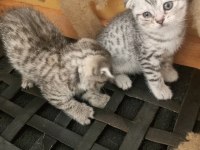 16 nisan doğumlu yavrular scottish fold