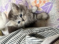 50 günlük safkan british longhair yavrumuz ilanda