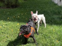 10 EKİM DOĞUMLU 6 AYLIK AŞIRI OYUNCU FRENCH BULLDOG