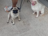 BAKIMLI PUG YAVRULAR