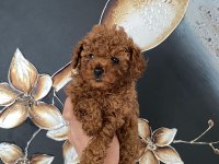Kıvır Kıvır Orjinal Poodle Minişlerim