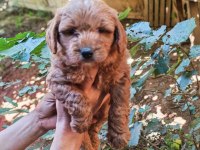 Uygun Bütçeli Harika Maltipoo Bebekler poodle gibi