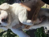 Sevimli bebiş köpekler