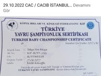 Rottweiler yavruları secereli