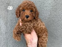 Toy poodle sağlık ve ırk garantili