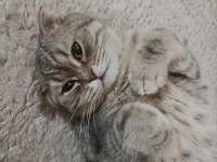 Acil Scottish Fold Kedisi