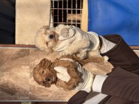 Maltipoo bebeklerimiz 