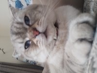 British shorthair