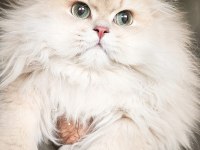 Şampiyon efsane soy british longhair