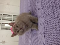 Sevimli oyuncu kucak delisi top kafa british shorthair