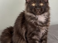Maine coon erkek ns black smoke