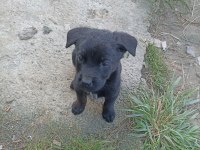 2 aylık yavru köpekler