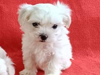 Maltese yavrular minyatür boy