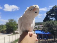 FULL EVCİL KAKADU PAPAĞANI