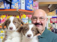 Red white ve red merle border collie yavruları