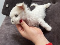 Dişi ve erkek maltese kore bebeklerimiz