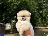 ORANGE POMERANİAN BOO DİŞİ