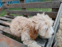 Orjinal maltipoo yavruları