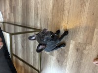 Yavru french bulldog