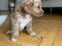 Maltipoo red 2 aylık