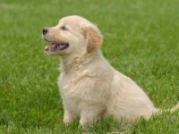2 Aylık Yumurcak Golden Retriever Yavrular