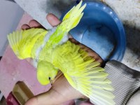 Tam ele alıştırmalık konuşturmalık muhabbet kuşlar