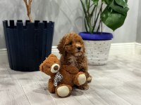 2 aylık poodle bebeğin yeni sahibi olmak ister misiniz