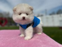 SHOW KALİTE TEDDY BOO YAVRULAR POMERANİAN