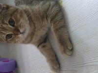7 aylık yavru british shorthair kedimiz