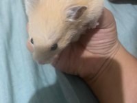 Acil hamster ilan çok ucuza vereceğim
