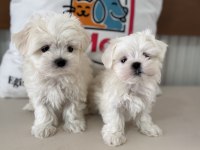 Wc eğitimli tea cup kore kan maltese yavrularımız