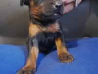 A Kalite Doberman Yavrum King