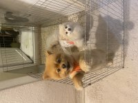 Pomeranian 1 yaşında sağlıklı paşam