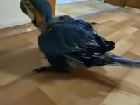 Orman bakanlığı belgeli yavru evcil sarı macaw papağanı