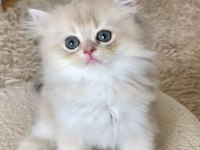 Safkan British Longhair Blue Golden erkek yavru