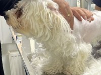 2.5 yaşında maltese terrıer dişi