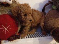 Toy poodle kendi köpeğim