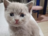 Sevimli ve oyuncu minnoş kediler