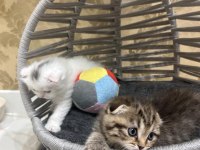 Maviş gözlü oyuncu ve çok akıllı scottish fold