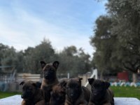 Muhteşem Belçika Malinois Yavrularımız