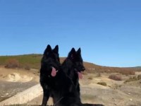 SOLİD BLACK SİYAH ALMAN ÇOBAN KÖPEĞİ