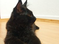 Dernek kayıtlı full şecereli aşıları tamam maine coon erkek