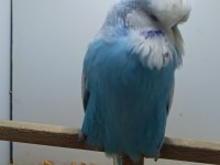 Show jumbo muhabbet kuşlar