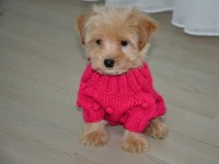 Ultra minik maltipoo yavrumuz