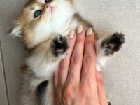 Safkan anne ve babadan british longhair