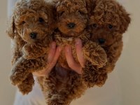 Ruhsatlı Köpek Çiftliğinden Toypoodle Yavrularımız