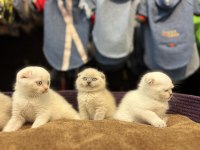Scottish Fold Güzelliği