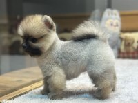 Orange Pomeranian Boo Köpeklerimiz