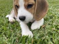 BEAGLE YAVRULARIMIZ