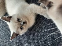 Zeki ve dünyalar güzeli kedilerimi sahiplendiriyorum